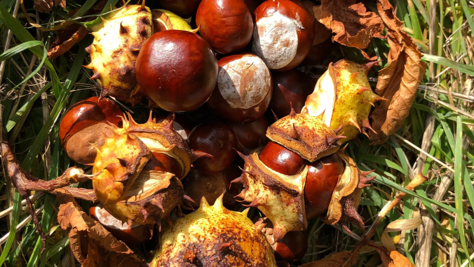 conkers